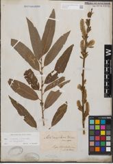 Foto von Salix cinerea L. x Salix viminalis L.